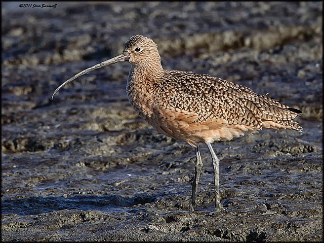 _1SB9674 lb curlew.jpg
